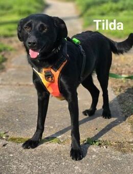 Tilda sucht ein Zuhause - Linden (Hessen)