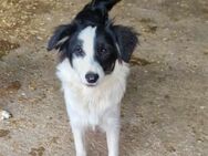 Tasha -Familenhund,Kinder und Katzenlieb - Blankenheim (Nordrhein-Westfalen)