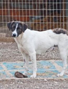 Pina sucht ihre Familie! - Krefeld