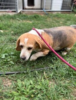 Maya, freundliche Beagle Hündin - Remagen