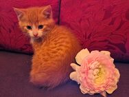 Katzenbabys, Kitten, Kätzchen, Katzenjunge abzugeben - Kröpelin