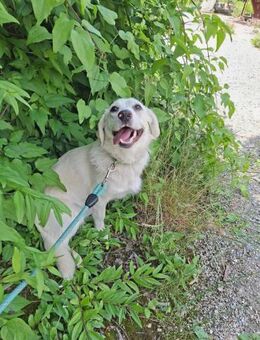 Neugierige verspielte DOLLY sucht♥️ - München
