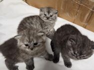 BKH KITTEN SUCHEN EIN ZUHAUSE - Hürtgenwald