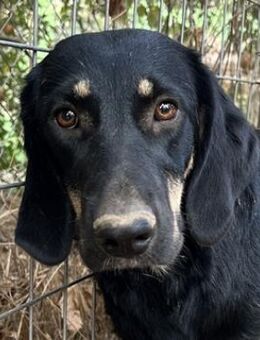 Blueberry, geb. ca. 06/2023, lebt in GR - Markdorf