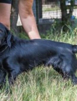 Beni SI auf Dackelbeinen ins Glück - Neustadt (Rübenberge)