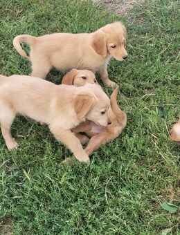 Golden Retriever Welpen - Kyffhäuserland