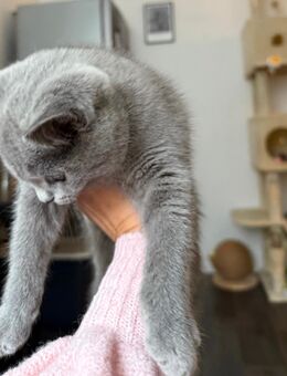 Kartäuser BKH mix kitten - Abgabebereit - Hamburg