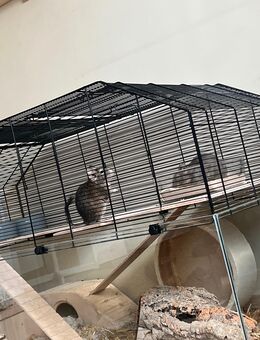 Degus Weibchen und Männchen - Oberhausen