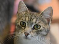 RAJA-lebensfrohe, hübsche Jung-Katze - Rösrath