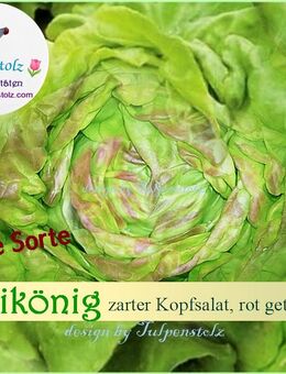 ♥ BIO,Butter,Salat,Maikönig, Samen, Alte,Gemüse ,Sorte,Wintersalat,Tulpenstolz,samenfest,Saatgut,Garten,Erdbeerspinat - Hamburg