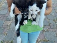 Katzen 12 Wochen alt - Ochsenhausen