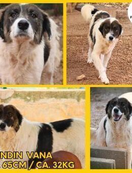 Vana großer Tornjak Mischling Hündin - Margetshöchheim