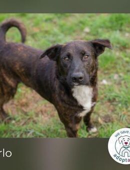 Carlo: Sucht ein Zuhause - Kirchzell