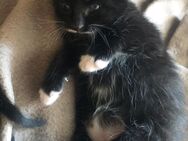 Katze verkaufen - Krefeld