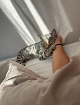 Süßer 1jähriger Kater abzugeben - Wiesbaden Dotzheim