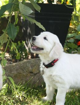 Golden Retriever Welpen in creme-weiß - Elztal