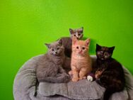 BKH Kitten ab Juli - Bargteheide