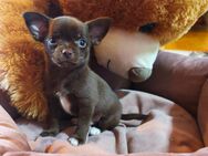 Chihuahua Welpen - Nürnberg