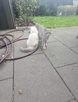 Bkh Kitten Katze Katzen - Hamburg