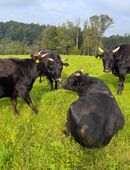 Bio 100 % Fullblood Wagyu-Herde 9 Tiere, DNA-Zertifikat, Weidehaltung in 88693