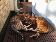Liebevolles Zuhause für 2 Katzen gesucht - nur zusammen, inkl. Ausstattung - Mülheim (Ruhr)