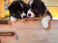 Vier reinrassige Australian Shepherd Welpen 🐶Karfreitag geboren 🐣🌼 - Satow