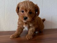 Maltipoo Mikro F2 - Magstadt