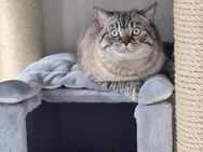BKH Deckkater (KEIN Verkauf!) - Hohenwestedt