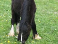 Toller schwarzer Irish Cob - Calden