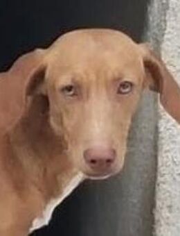 Eliot sucht einfühlsame Familie - Niedereschach