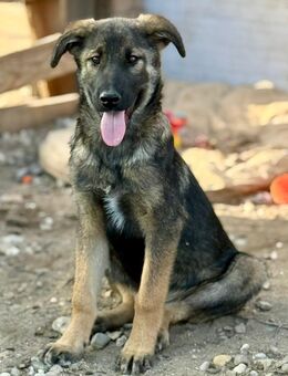 Giotto, jung, verspielt, lebhaft - Bochum