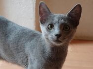 Reinrassige Russisch Blau Kitten mit Stammbaum - Osnabrück