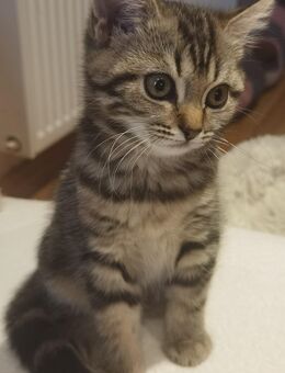 BKH Kitten - Mönchengladbach