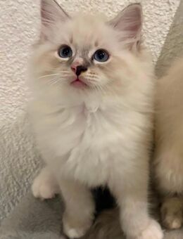 Ragdoll Katzenbabys - Heidelberg