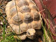 Schildkröte verkaufen - Leonberg (Baden-Württemberg)