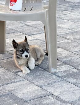 Husky Welpe zu verkaufen - Netphen Oelgershausen