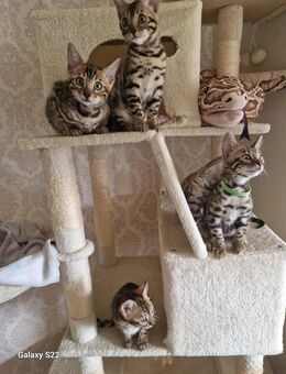 Bengal Kitten geboren 29.06.25 - Hamburg