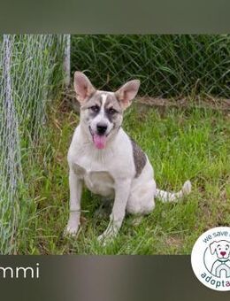 Tommi: Hundekind möchte durchstarten - Kirchzell