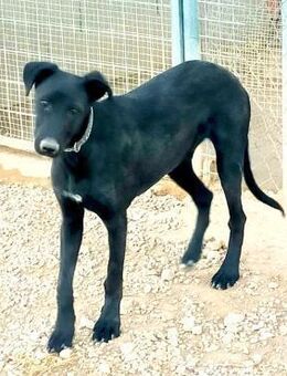 But fröhlicher Junghund Alb - Ludwigshafen (Rhein)