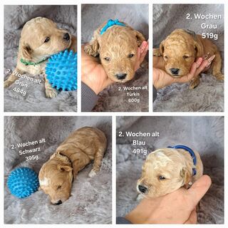 Maltipoo Welpen