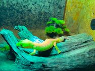Leopardgecko - Offenburg