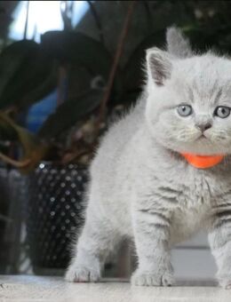 Britisch Kurzhaar kitten ( BKH ) mit Stammbaum und Gesundheitszeugnis. - Merzig