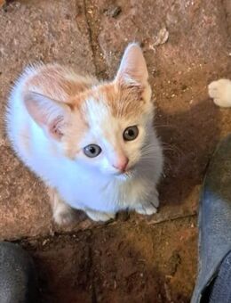 3 Kitten suchen ab Oktober ein liebevolles Zuhause Katze Kater Babykatze - Datzetal