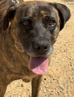 Liebe Vara sucht ein Zuhause! - Althütte