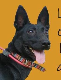 LOLA möchte rennen und spielen - Gefrees