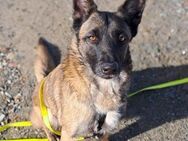Brutus ein mittelgroßer sportlicher Rüde - Lübeck