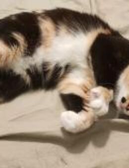 Zarte, hübsche Katzendame Lia - Karlsruhe