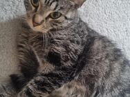 Süße verschmuste Katze zu verkaufen - Dortmund Brechten