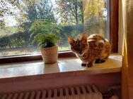 Unser Kater sucht ein neues Zuhause mit Freigang - Wertingen