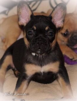 Französische Bulldoggen Welpen aus langjähriger deutscher Zuchtstätte von komplett ausgewerteten Elterntieren - Frankfurt (Main)